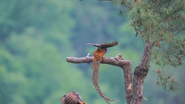 Dramatic Reeves's Pheasants Changing Perch on Pine Branch