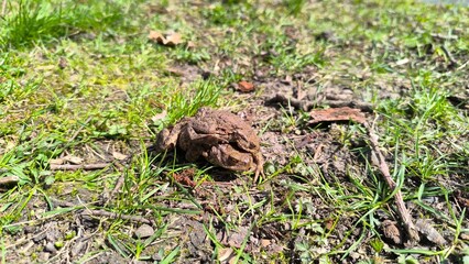 Żabie małżeństwo