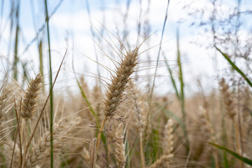Fototapeta premium Ripe barley stem in summer