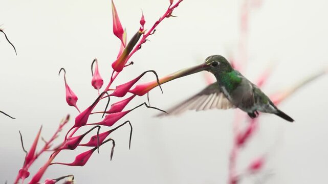 A small green ruby-throated hummingbird with vibrant feathers hovers in flight to feed on nectar from a wild red flower in nature