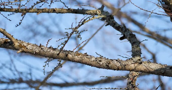 bird,eurasian jay  get a food and flyaway from tree branch
