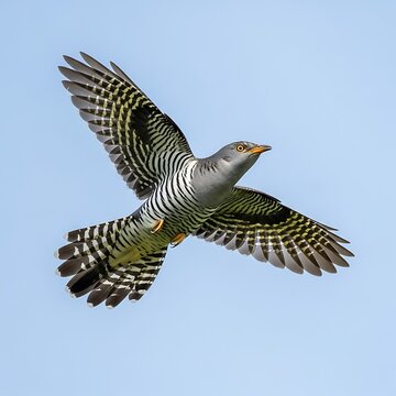 Cuckoo in Flight - A Striking Bird Against a Clear Sky.