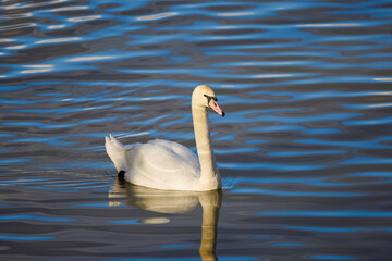 Obraz premium A beautiful swan floating on the surface of a body of water on a sunny day