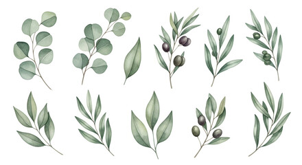 Olive branches with leaves and olives in watercolor style with soft green color on white background for botanical illustration