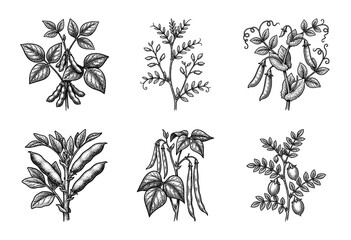 Fototapeta na wymiar Vintage botanical woodcut illustration set featuring various legume plants including soybeans, chickpeas, peas, and green beans in a black and white engraved style.