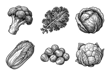 Fototapeta premium Set of hand drawn brassica vegetable illustrations in vintage engraving style featuring broccoli kale cabbage bok choy brussels sprouts and cauliflower