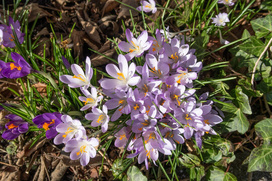 Krokus, die ersten Fr&uuml;hlingsboten