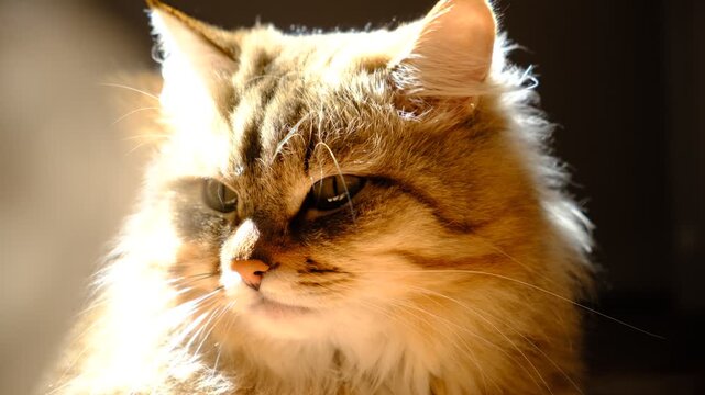 Portrait of well-fed tabby kitten, lounging. Soft morning light, enjoying sun beam. Relaxing and ready to nap. Calmness, tranquil ambiance	