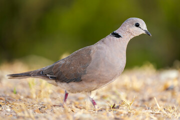 Fototapeta premium A ring-necked dove (Streptopelia capicola), also known as Cape turtle dove, foraging on the ground in Stilbaai, Western Cape, South Africa – a delicate wild bird in natural habitat.