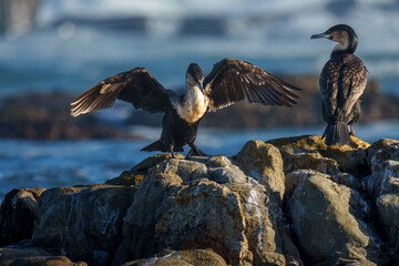 Fototapeta premium A White-breasted Cormorant (Phalacrocorax carbo) lands next to another perched on rocks at Stilbaai, Western Cape, South Africa. An endangered endemic seabird.