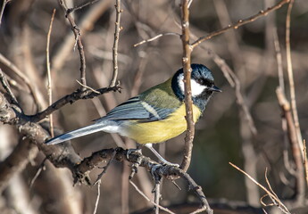 A titmouse bird with a yellow belly and a green back sits on a branch. © OKSANA