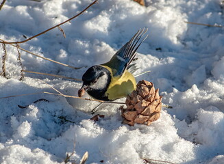 A titmouse bird with a yellow belly and a black head pecking at a cedar cone in the snow. © OKSANA