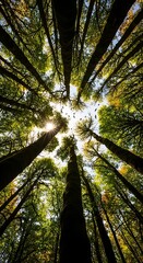 Forest Canopy - A View Upward Through Towering Trees.