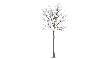 Obraz premium Bare deciduous tree isolated on clean white background