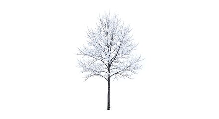 Obraz premium Bare winter tree covered in snow and ice on white background