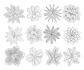 Hand drawn vector sketch set of house plants in top view, including cactus, aloe, monstera, and palm. Black line art icons isolated for landscape and interior design plans. © Creative_Juice_Art