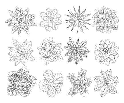 Hand drawn vector sketch set of house plants in top view, including cactus, aloe, monstera, and palm. Black line art icons isolated for landscape and interior design plans.
