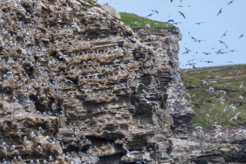 Black-legged kittiwake (Rissa tridactyla)
Birdcliff with nesting kittiwakes