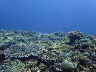 サンゴ礁