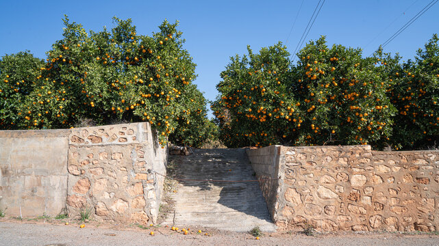 Campo de naranjos en Valencia