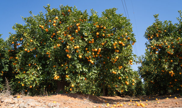 Campo de naranjos en Valencia