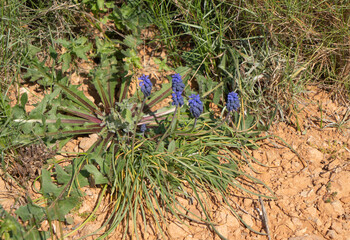 Muscari neglectum