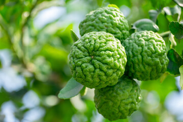 Fresh Bergamot fruits or Kaffir lime on tree with green leaves and sunlight. Concept of herbal medicine, organic farming, tropical Thai ingredient, and natural essential oil source