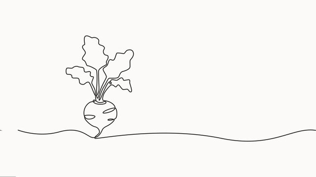 Beetroot continuous one line drawing animation video. Full length single line, Self drawing line animation whole healthy organic beetroot fresh garden, healthy freshness organic beetroot, animation.