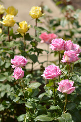 blooming pink roses in the garden