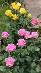 blooming pink roses in the garden