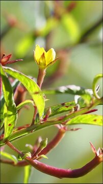 Yellow flower bud macro green leaf stem nature garden outdoor scene sunlight soft focus flora closeup natural soft bokeh background calm peaceful mood