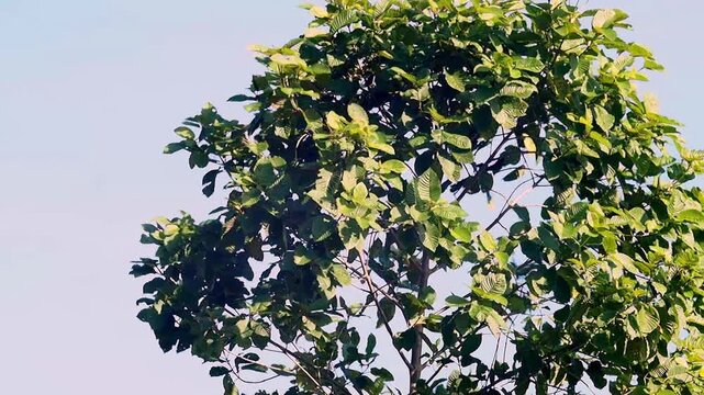 Lush green tree foliage with leafy branches against blue sky background, tranquil summer nature scene and calm outdoor landscape canopy