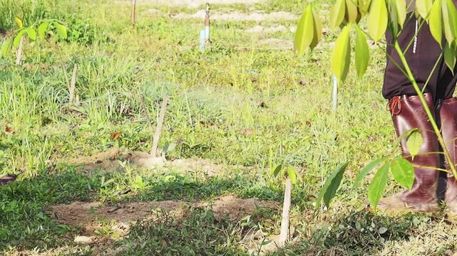 Farmer agriculture cassava plantation field seedling rural soil green crop farm countryside worker daytime nature growth cultivation outdoors rubber