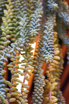 Close up of burros tail succulent plant hanging. Decorative houseplant with unique trailing stems. Vertical garden and green interior decor concept.