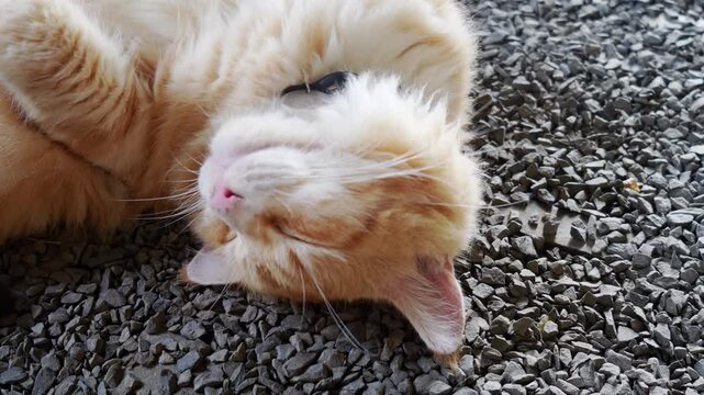 Lazy Orange Domestic Longhair Cat Resting on Gravel Pavement Outdoors