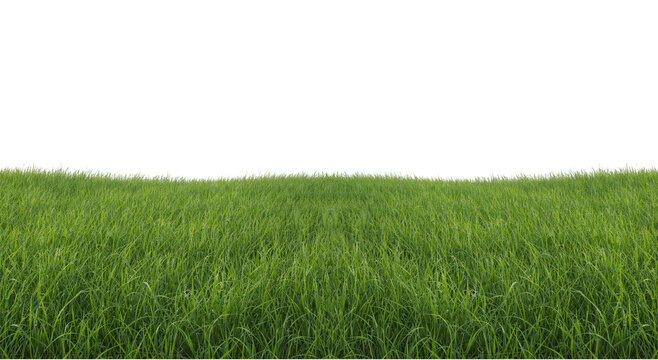 Green grass in summer on transparent background, grass border backdrop