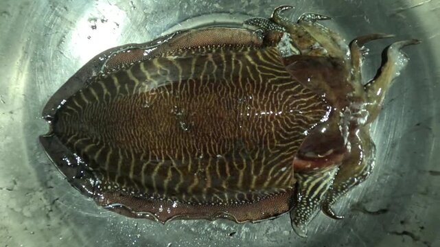 A single cuttlefish displays a broad, oval body with intricate brown and yellow patterns, rippled fins, short arms, and specialized skin cells for natural camouflage in its aquatic environment.