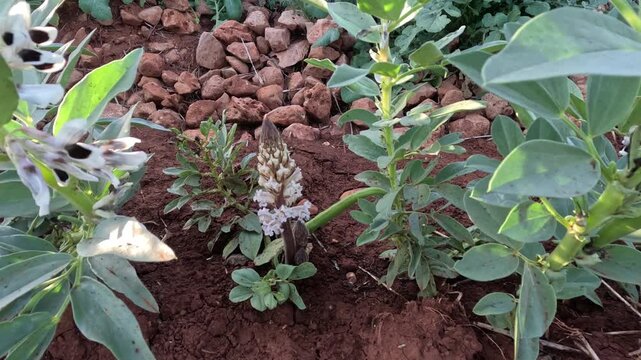 Broomrape parasitic plant growing among fava bean crops in a field, showing white yellowish flowers attached to host roots, illustrating agricultural infestation, crop damage, and plant parasitism.