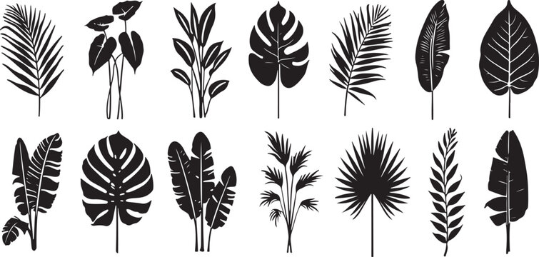 Minimalist black and white tropical leaf collection isolated on white background, Vector, illustration