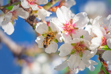 Obraz premium Honeybee collecting nectar from white almond flowers against clear blue sky.