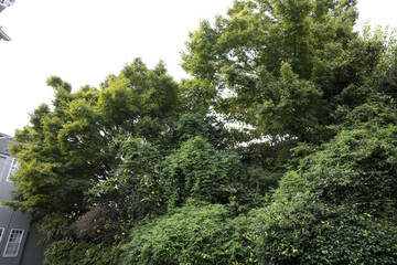 日本の古い外壁に蔦の絡まった家/二階建て/一軒家/老朽化した家/鬱蒼とした家