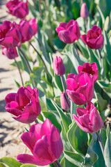 Obraz premium pink tulips in the garden