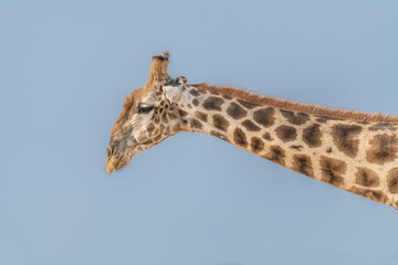 The head and Neck of a giraffe against a blue sky in Etosha National Park, Namibia, Africa © dvlcom