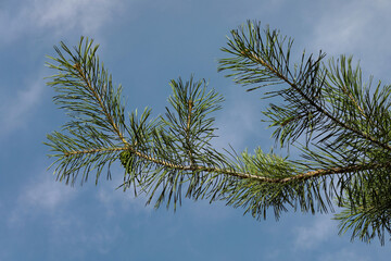 Photo of a pine branch against a blue sky with clouds