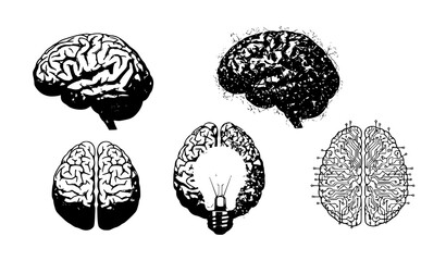 Human Brain Anatomy and Concept Vector Set