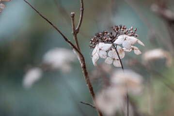 冬のアジサイ　枯れる美しさ