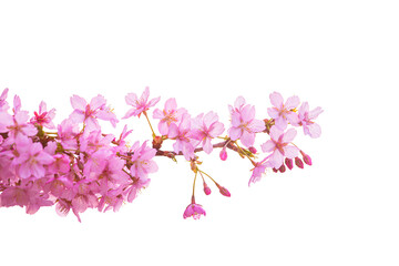 Cherry blossom blooming isolated on white background.