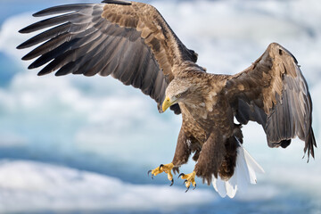 White-tailed eagle spreading wings over drift ice in Shiretoko, Hokkaido, Japan. © KaWataru