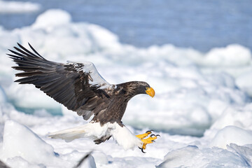 Steller's sea eagle spreading wings on drift ice in Shiretoko, Hokkaido, Japan. © KaWataru
