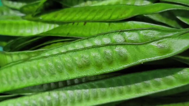 Macro shot of fresh green Leucaena leucocephala pods or river tamarind with a slow panning movement.
